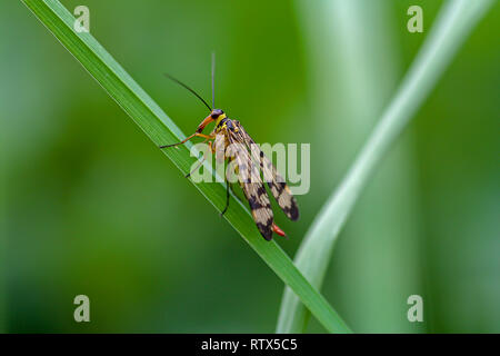 Common scorpion fly on blade of grass Stock Photo