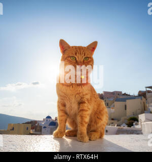 Beautiful red cat against the sunset with blue sky Stock Photo