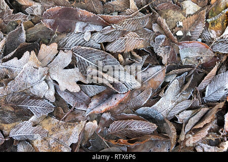 Dried autumn leaves, covered with hoarfrost lie on ground.  Winter season background. Stock Photo