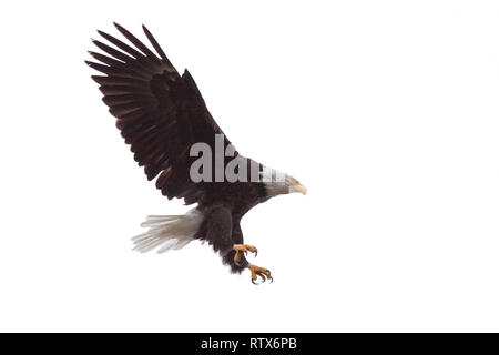 Wings and claws spread wide open, as a bald eagle ifloats from the sky. White background Stock Photo