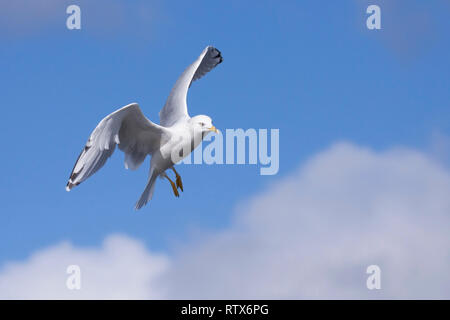 It's wings spread open like a parachute, a ring-billed gull floats down from the blue sky. Stock Photo