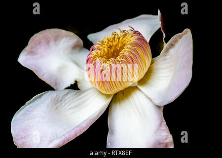 Closeup of a Magnolia flower in black background Stock Photo