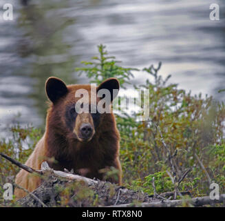 A black bear at home in northern Saskatchewan, Canada Stock Photo