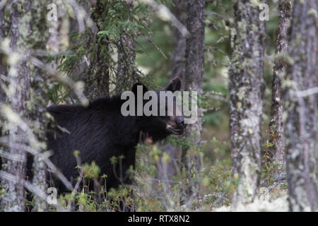A black bear at home in northern Saskatchewan, Canada Stock Photo