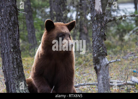 A black bear at home in northern Saskatchewan, Canada Stock Photo