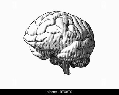 Engraving monochrome brain in oblique perspective view isolated on white background Stock Photo