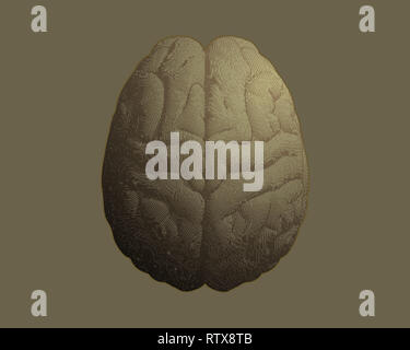 Engraving drawing brain in top view illustration isolated on earth tone ...