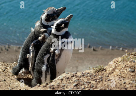 Magellanic Penguins, Spheniscus magellanicus, San Lorenzo Pinguinera, Valdes Peninsula, Chubut, Patagonia Argentina