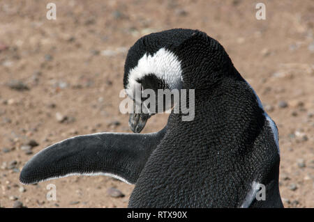 Magellanic Penguin, Spheniscus magellanicus, San Lorenzo Pinguinera, Valdes Peninsula, Chubut, Patagonia Argentina Stock Photo