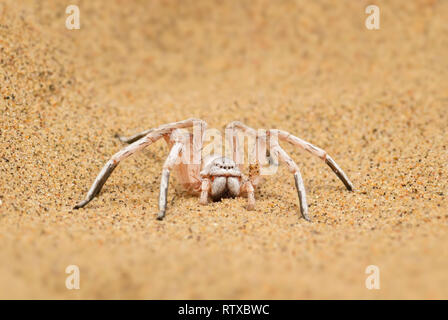 Wheel Spider - Carparachne aureoflava, beautiful white spider from Namib desert, Walvis Bay, Namibia. Stock Photo