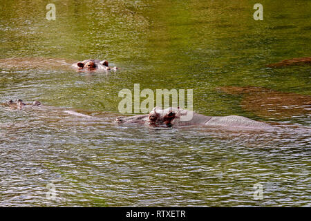 Hippo swims in water in Kenya - Africa Stock Photo