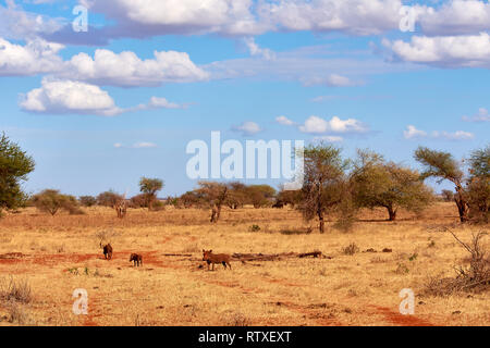 A herd of warthogs is savage and buzzing in safari in kenya - Africa. Trees and grass. Stock Photo