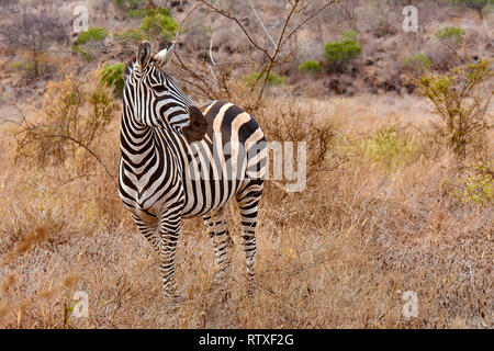 Zebra stands in a savannah in the Tsavo National Park in Kenya - Africa Stock Photo
