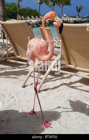 Beautiful big flamingo between beach beds in Aruba Stock Photo