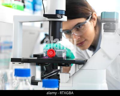 Female cell biologist placing a flask containing stem cells, cultivated in red growth medium, under a microscope. Stock Photo