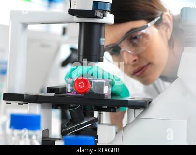Female cell biologist placing a flask containing stem cells, cultivated in red growth medium, under a microscope. Stock Photo
