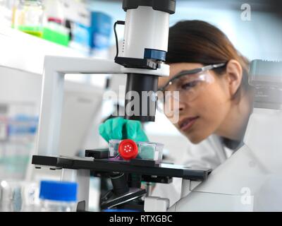 Female cell biologist placing a flask containing stem cells, cultivated in red growth medium, under a microscope. Stock Photo
