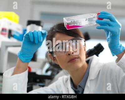 Female cell biologist examining a flask containing stem cells, cultivated in red growth medium. Stock Photo