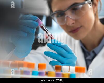 Scientists examining a human blood sample in the laboratory. Stock Photo