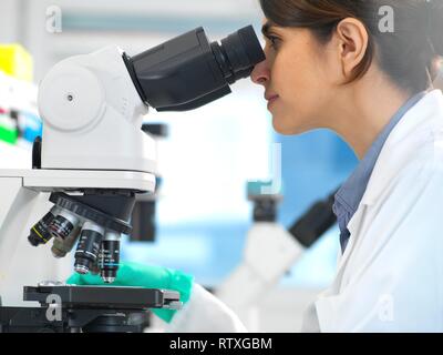 Scientists viewing a medical sample on a glass slide under a microscope in the laboratory. Stock Photo