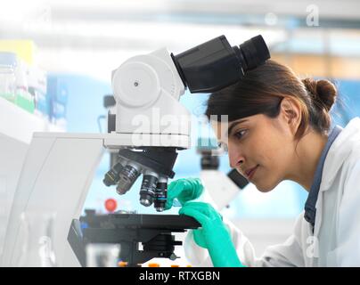Scientists viewing a medical sample on a glass slide under a microscope in the laboratory. Stock Photo