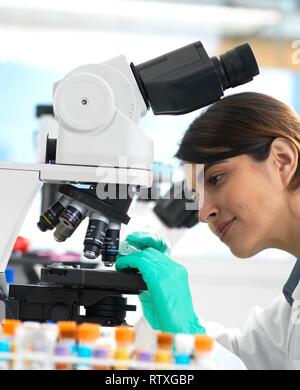 Scientists viewing a medical sample on a glass slide under a microscope in the laboratory. Stock Photo