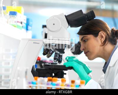 Scientists viewing a medical sample on a glass slide under a microscope in the laboratory. Stock Photo