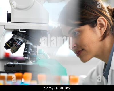Scientists viewing a medical sample on a glass slide under a microscope in the laboratory. Stock Photo