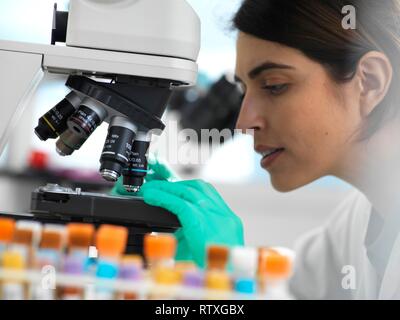 Scientists viewing a medical sample on a glass slide under a microscope in the laboratory. Stock Photo