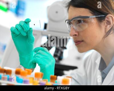 Scientists viewing a medical sample on a glass slide under a microscope in the laboratory. Stock Photo