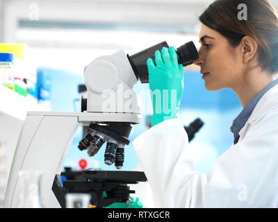 Scientist examining specimens under a microscope during a clinical trial in the laboratory. Stock Photo