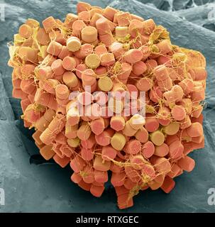 Diatoms. Coloured scanning electron micrograph (SEM) of fresh water centric diatom frustules (skeleton), Diatoms are a type of algae (Chromophyta, Bac Stock Photo