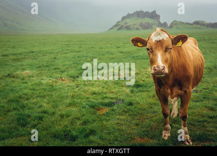 Cow on a pasture in Iceland Stock Photo