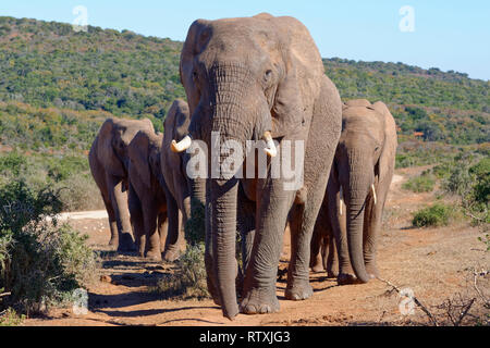 African bush elephants (Loxodonta africana), herd walking on a dirt path, male elephant in the lead, Addo Elephant National Park, Eastern Cape, South  Stock Photo