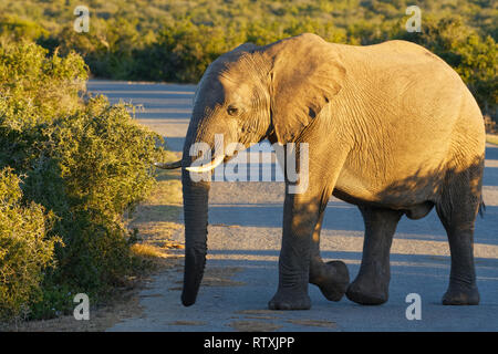 African bush elephant (Loxodonta africana), young male crossing a tarred road, evening light, Addo Elephant National Park, Eastern Cape, South Africa, Stock Photo