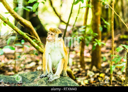 View on macaque in the jungle next to Sygiria in Sri lanka Stock Photo