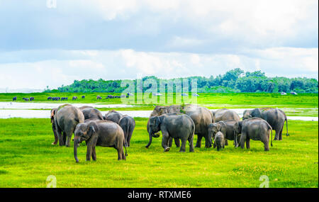 View on Herd of elephants in Kaudulla national park, Sri Lanka Stock Photo
