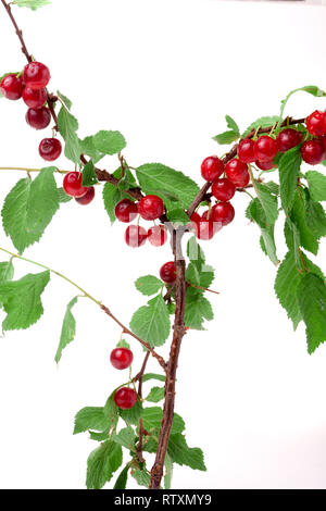 felt cherry on the branch with water droplets Stock Photo