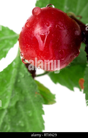 felt cherry on the branch with water droplets Stock Photo