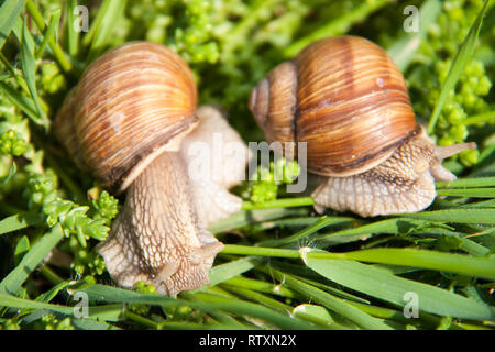 two snails are crawling in the green grass Stock Photo