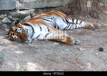 Tiger resting under the shade of a tree Stock Photo