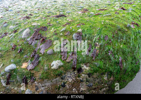 Seaweed on Old Sea Wall On Whidbey Island Stock Photo