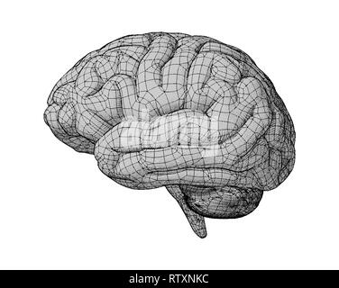 Brain Side View With Wireframe Drawing Style Illustration On Bright 