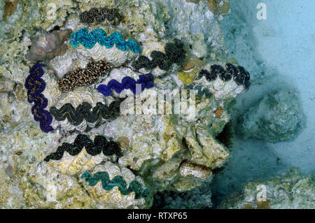 Several clams, Tridacna sp., encrusted in a rock in the Piscine ...