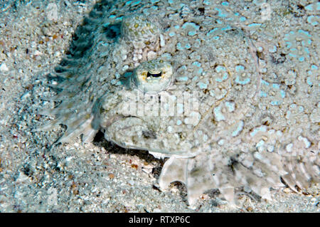 Peacock flounder, Bothus mancus, Nukuione Islet, off Mata 'Utu, Wallis Island, Wallis & Futuna, South Pacific Stock Photo
