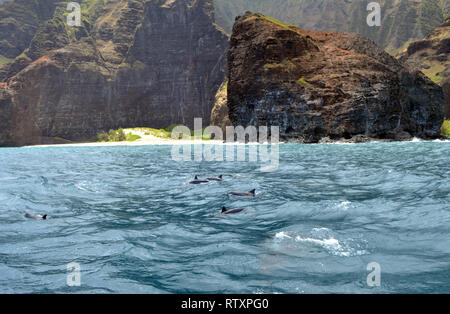Spinner dolphins, Stenella longirostris, along the Honopu Valley, Na Pali Coast, Kauai, Hawaii, USA Stock Photo