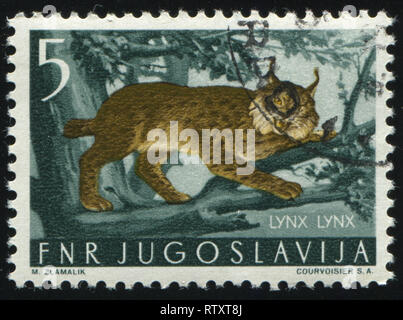 RUSSIA KALININGRAD, 12 NOVEMBER 2016: stamp printed by Yugoslavia, shows Lynx, circa 1954 Stock Photo