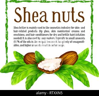 Shea nuts with leaves in vector. Stock Vector