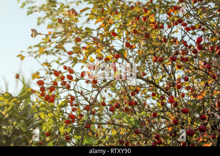 Rosehip (Dogrose 'Rosa Canina') shrub, small red fruits in branches with thorns, lit by backlight sun. Late summer background. Stock Photo