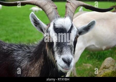 Portrait of a black-white male goat with horns, Ireland. Stock Photo